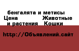 бенгалята и метисы › Цена ­ 2 000 -  Животные и растения » Кошки   